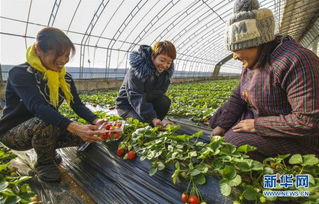 河北廣陽 打造京津無公害農(nóng)產(chǎn)品加工基地的探索與實(shí)踐