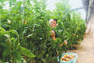 從沃土到餐桌 民勤縣農(nóng)產(chǎn)品加工銷售產(chǎn)業(yè)鏈的培育與展望